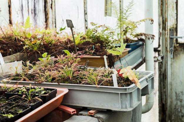 Greenhouse still life