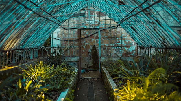 Free Photo greenhouse with botanical plants