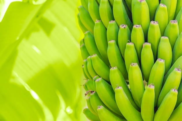 Grenn bananas on a palm. Cultivation of fruits on Tenerife island plantation. Young unripe banana with a palm leaves in shallow depth of field. Closeup.