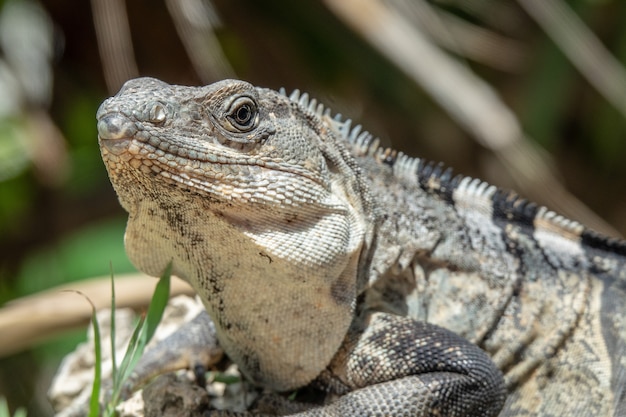 Free photo grey and black iguana resting on the grass