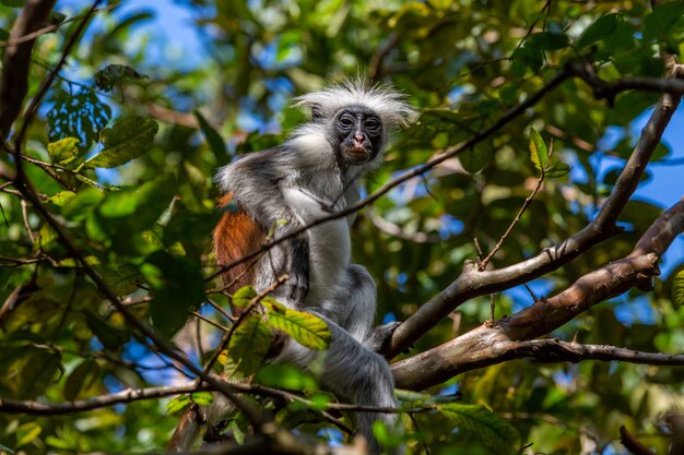 Grey and brown baby colobine sitting on a tree branch in the jungle