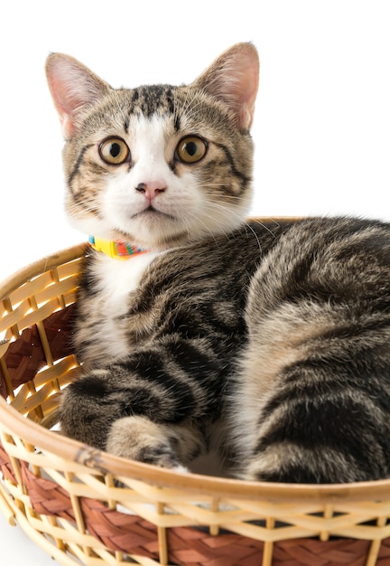 Free photo grey cat in basket