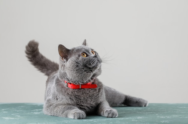 Free Photo grey cat lying and looking up