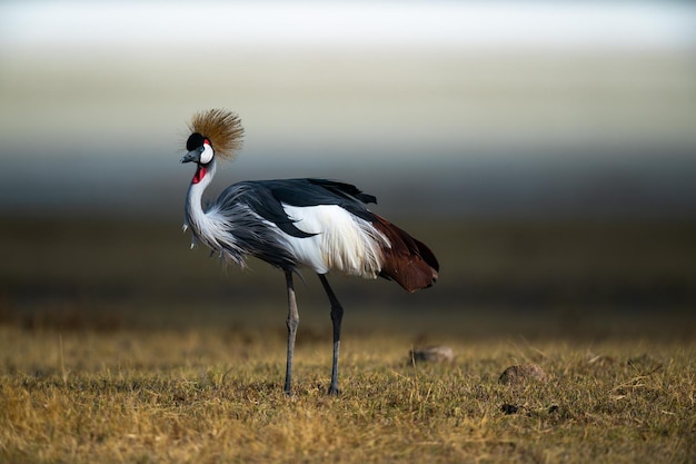 Free photo grey crowned crane also known as the african crowned crane