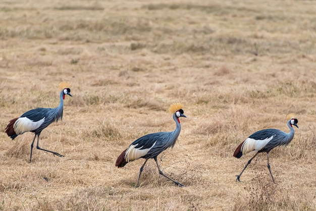 Free photo grey-crowned cranes walking through a field covered in the grass under the sunlight