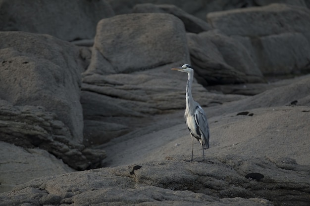 Free photo grey heron on a rock