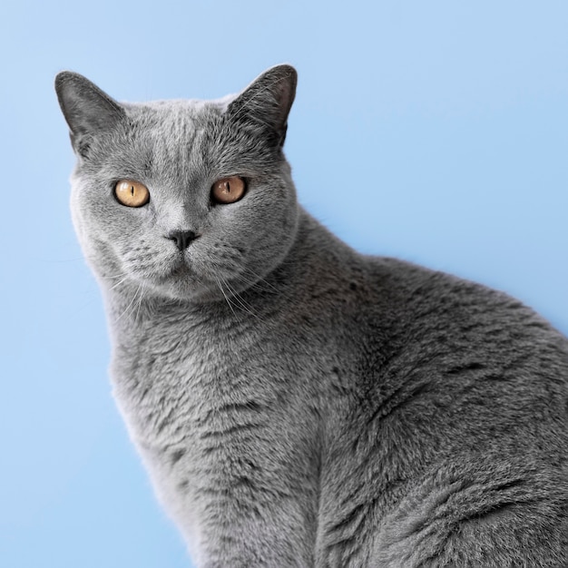 Free Photo grey kitty with monochrome wall behind her