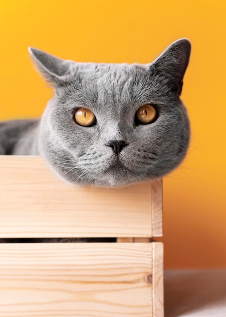 Free photo grey kitty with monochrome wall behind her