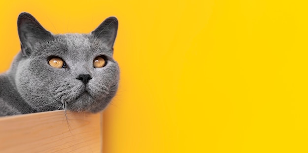 Grey kitty with monochrome wall behind her