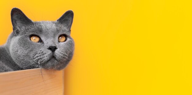 Grey kitty with monochrome wall behind her