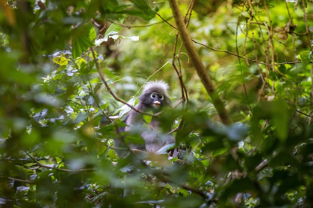 Free Photo grey monkey sitting on tree branch