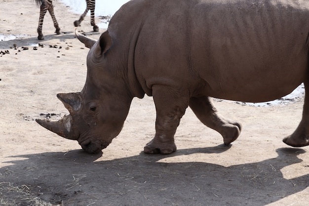 Free photo grey rhinoceros standing on the ground during daytime