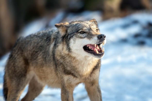 Free Photo grey wolf canis lupus standing in the winter