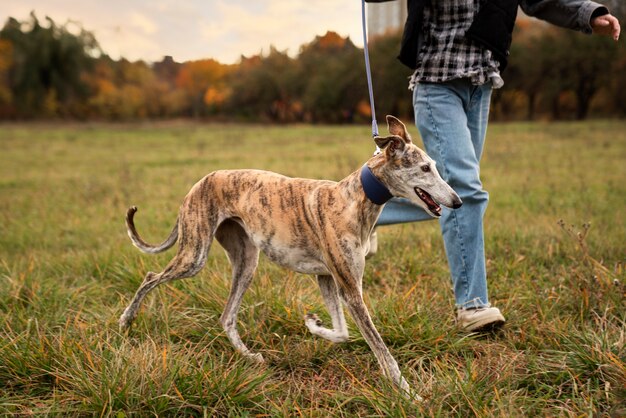 Greyhound dog  enjoying his walk