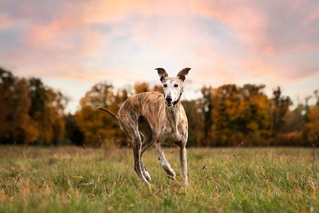 Greyhound dog  enjoying his walk