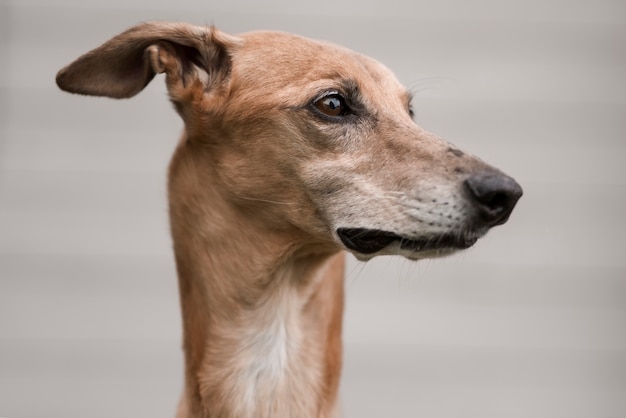 Greyhound dog with blurry background side view