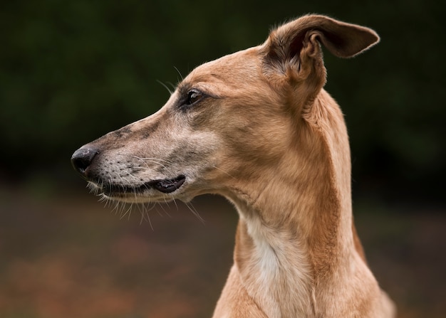 Free photo greyhound dog with blurry background