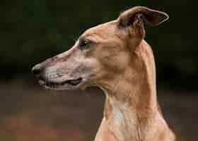 Free photo greyhound dog with blurry background