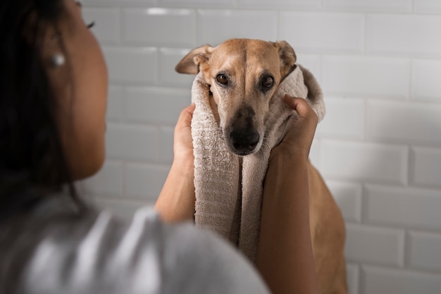 Free Photo greyhound taking a bath