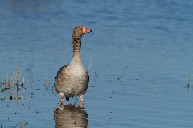 Free Photo greylag goose or anser anser in the shallow water, outdoors during daylight