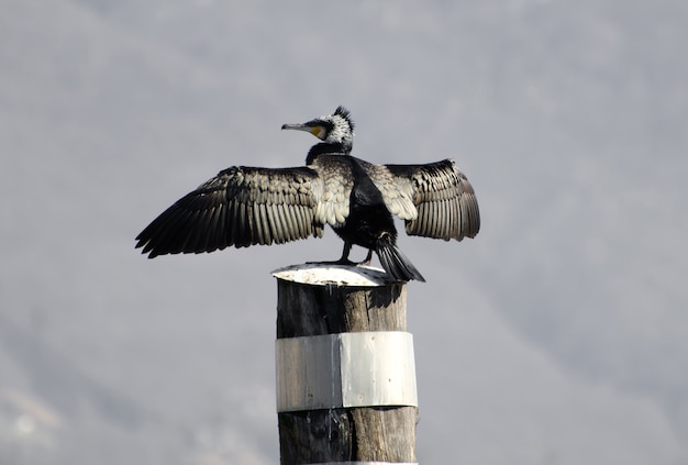 Greyscale closeup shot of a Cormorant bird sitting on a wooden column