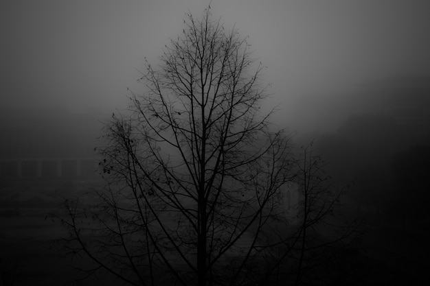 Free Photo greyscale shot of a bare tree in a park covered with fog