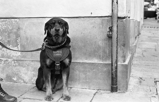 Free Photo greyscale shot of a black dog on a leash sitting on the sidewalk