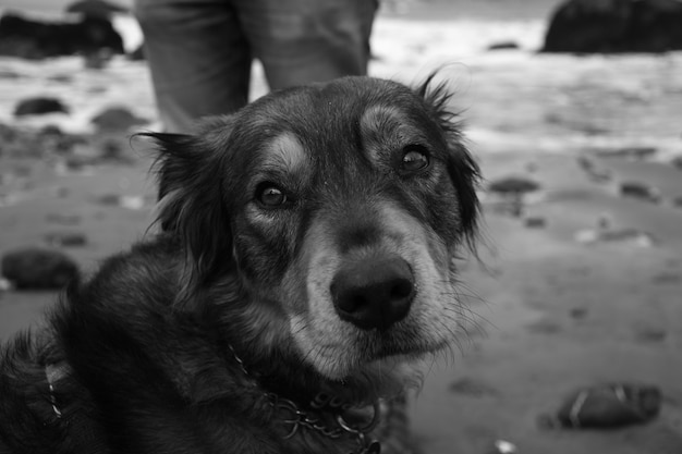 Free Photo greyscale shot of cute puppy on the shore of the sea