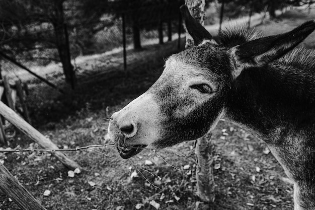 Free Photo greyscale shot of the donkey's head in the farm