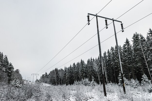 Greyscale shot of the fir trees and electricity utility poles in winter