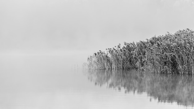 Greyscale shot of snowy trees near the lake with reflections in the water on a foggy day