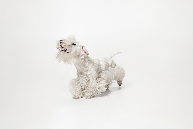 Groomed terrier puppy with fluffy fur