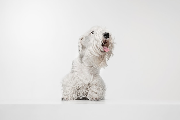 Free Photo groomed terrier puppy with fluffy fur