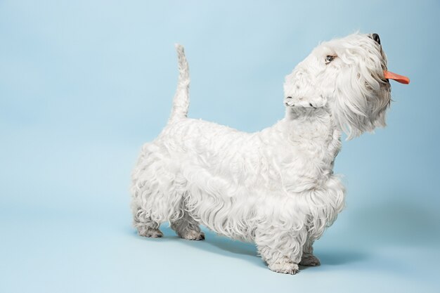 Groomed terrier puppy with fluffy fur