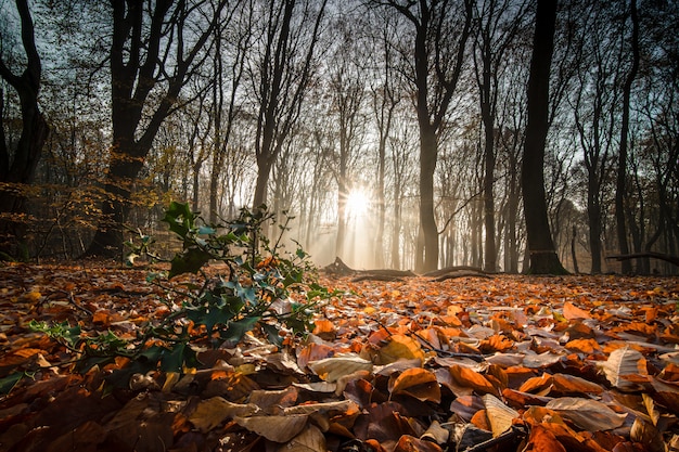 Ground covered in dry leaves surrounded by trees under the sunlight in a forest in the autumn