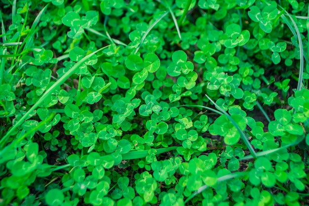 Free photo ground covered with clover and grass