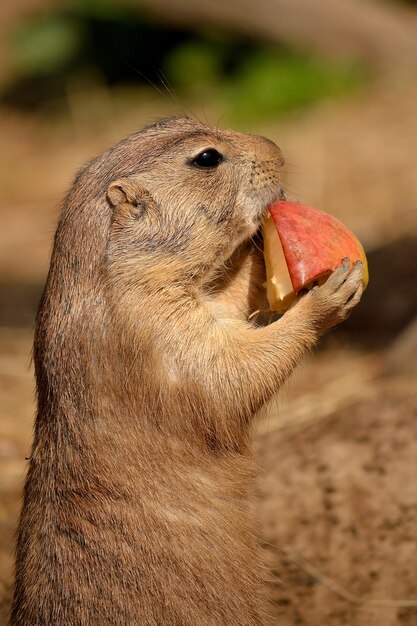 "Ground squirrel eating fruit"