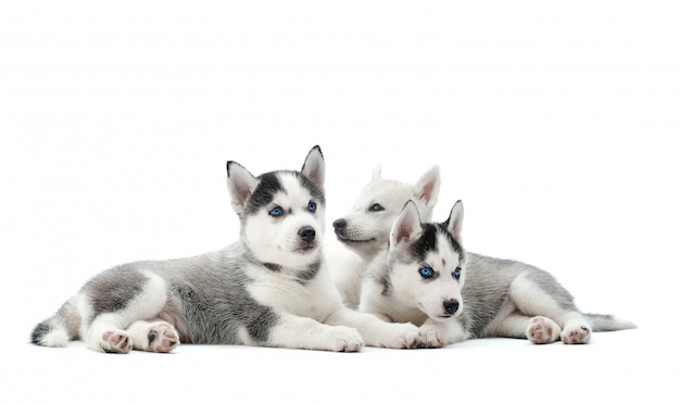 Free photo group of adorable husky puppies lying isolated on white copyspace.