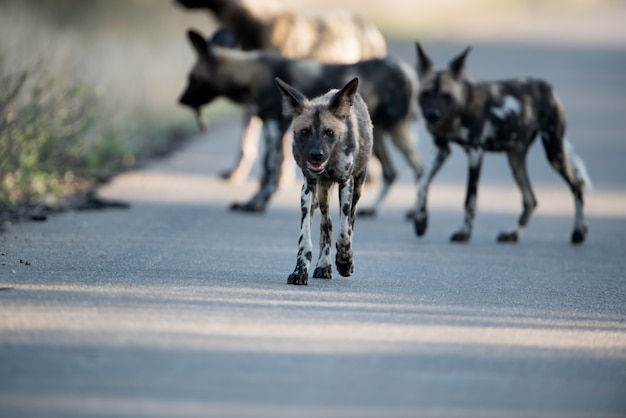 Free Photo group of african wild dogs walking on the road with a blurred background