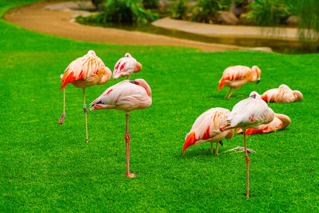 Group of beautiful flamingos sleeping on the grass in the park