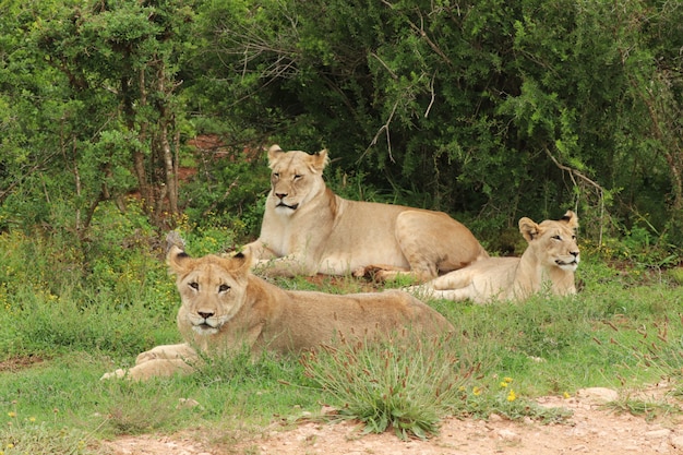 Group of beautiful lionesses lying proudly on the grass covered field near the trees