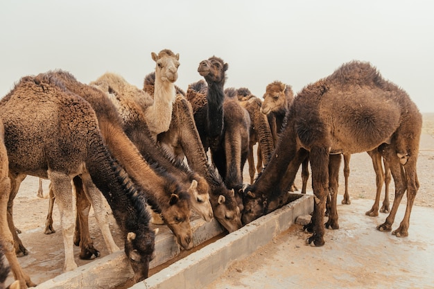 Free Photo group of camels drinking water on a gloomy day in desert