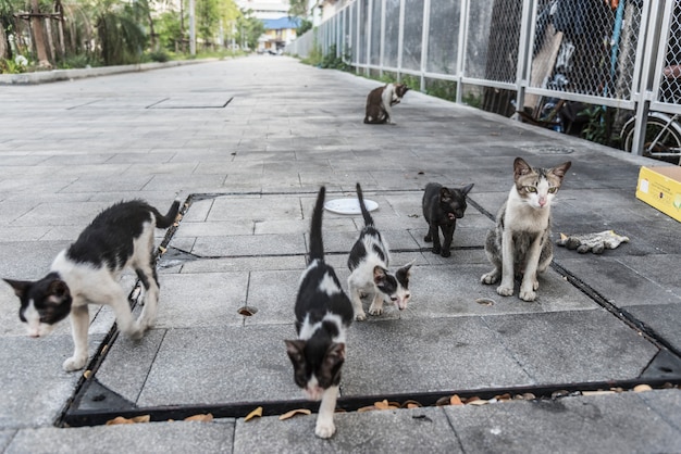 Free Photo group of cute street cats and kittens