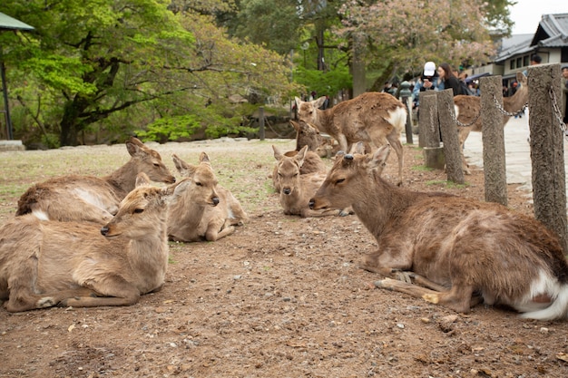 Free Photo group of deer lying down on the ground