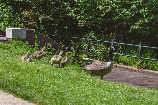 Group of ducks and geese walking the grass-covered field on a warm sunny day