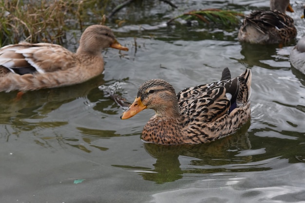 Free Photo group of ducks swimming around in shallow lake waters.