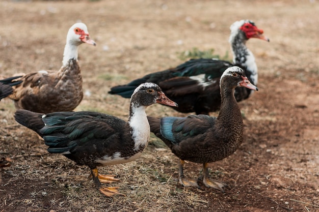 Free Photo group of ducks with dark feathers