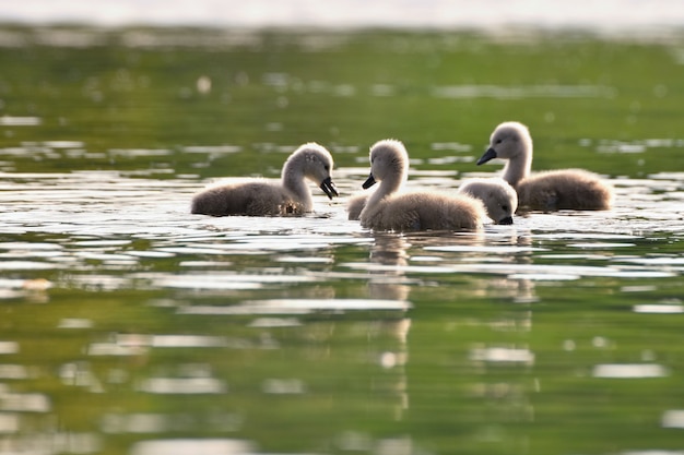 Free Photo group of ducks