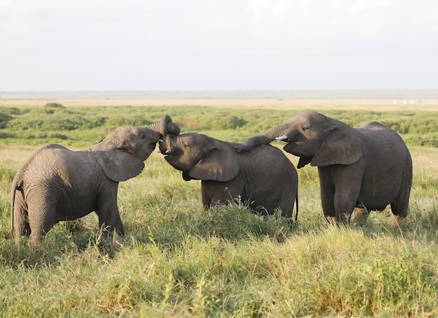 Free photo group of elephants in amboseli national park, kenya, africa