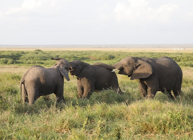 Group of elephants in Amboseli National Park, Kenya, Africa